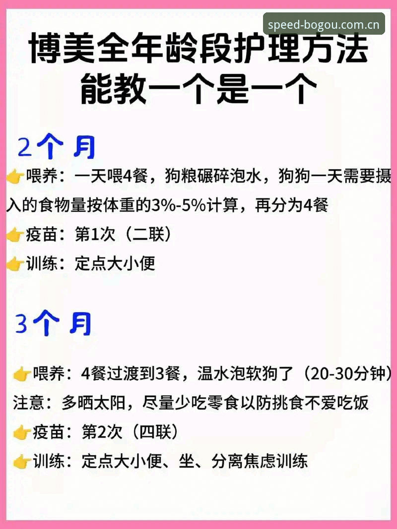 博狗怎么样哪个好 博狗官方平台使用教程:从新手到老手的完整操作指南